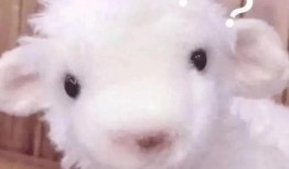 爆料网红小羊视频,揭秘幕后真相